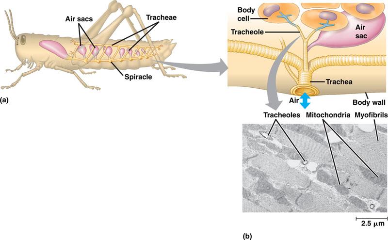 Terrestrial adaptations Tracheae air tubes branching throughout body gas exchanged by