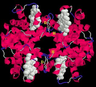 Cooperativity in Hemoglobin Binding O 2 binding