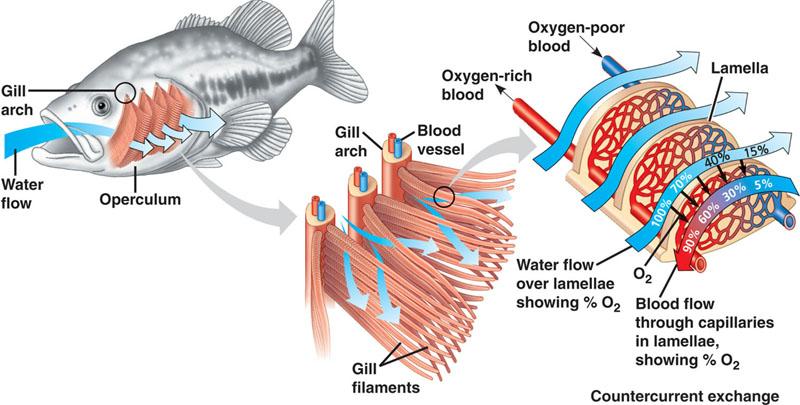 Counter current exchange system Water carrying gas flows in one direction, blood flows