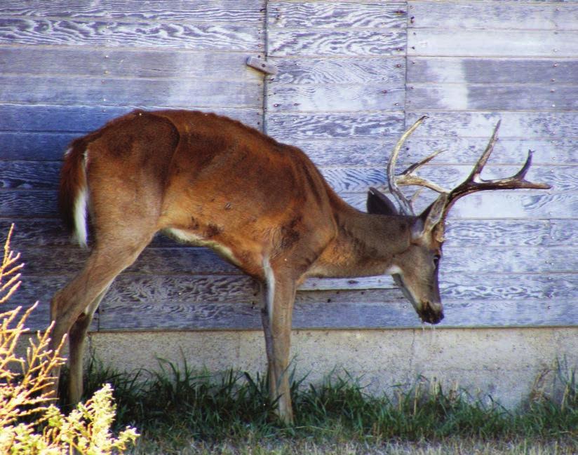 COMBATTING CHRONIC WASTING DISEASE There is no known treatment or cure for chronic wasting disease.