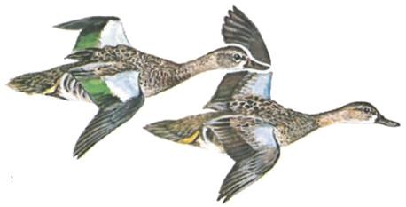 GENERAL INFORMATION Identifying Ducks Skill at identifying ducks in flight is