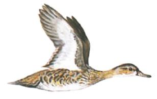 restrictions (see page 7) and the early teal season allows only teal to be harvested