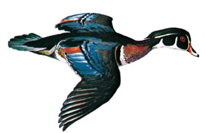 GENERAL INFORMATION Wood Duck - This medium-sized duck frequents wooded ponds,