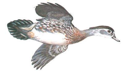 Drakes are very colorful, and both hens and drakes have colorful wings with blue,