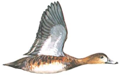 GENERAL INFORMATION Redhead - This large diving duck has the shape of a mallard but