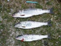 Is selection in the marine phase a major factor in the poor performance of hatchery trout? (Ruzzante et al. 2004.