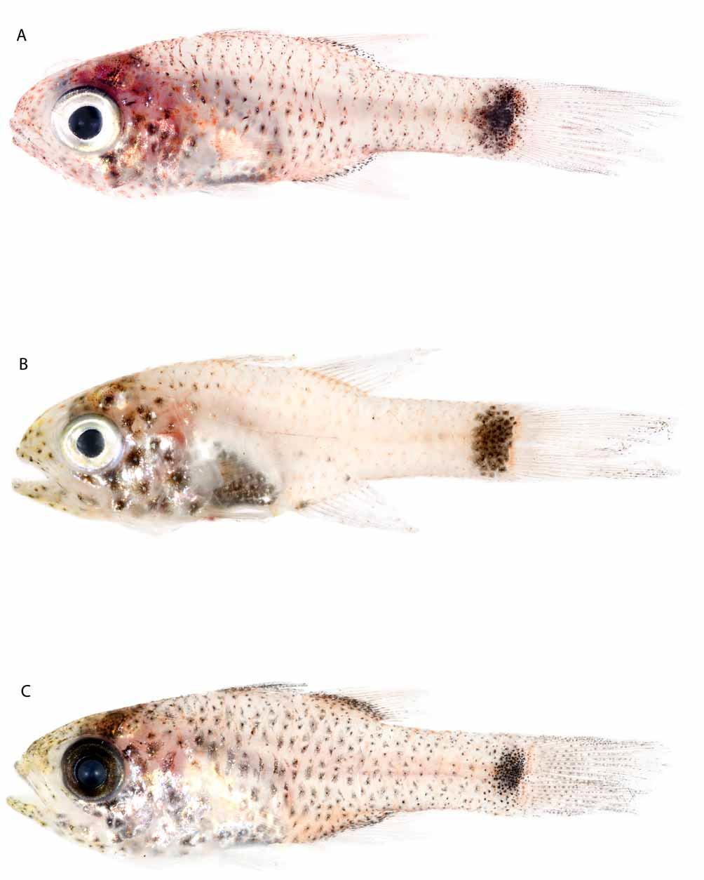 FIGURE 3. Phaeoptyx juveniles: (A) Phaeoptyx conklini, USNM 393373, 22 mm SL, 5144; (B) Phaeoptyx pigmentaria, USNM 393352, 19 mm SL, 6371; (C) Phaeoptyx xenus, USNM 393399, 21 mm SL, 7741.