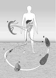 Figure 1. Life cycle of Schistosoma Haematobium References: 1. World Health Organization. Schistosomiasis, fact sheet No. 115, 2012. Available at: http://www.who.