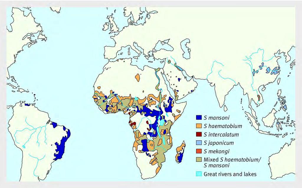 Where is schistosomiasis acquired? Global distribution of schistosomiasis. Adapted from Gryseels et al.