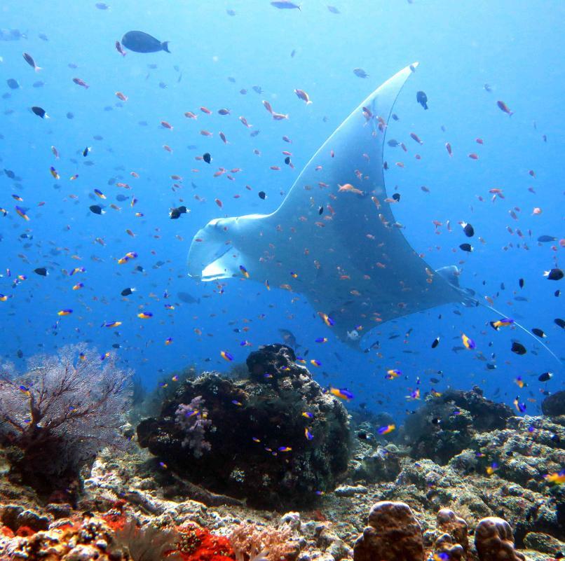 birostris manta rays report to the same spot for fish to remove parasites from their skin.