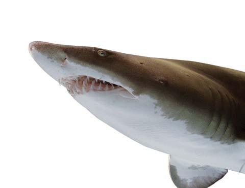 Sand tiger sharks use their sharp teeth to grab slippery fish and squid, but they don t use them to eat people!