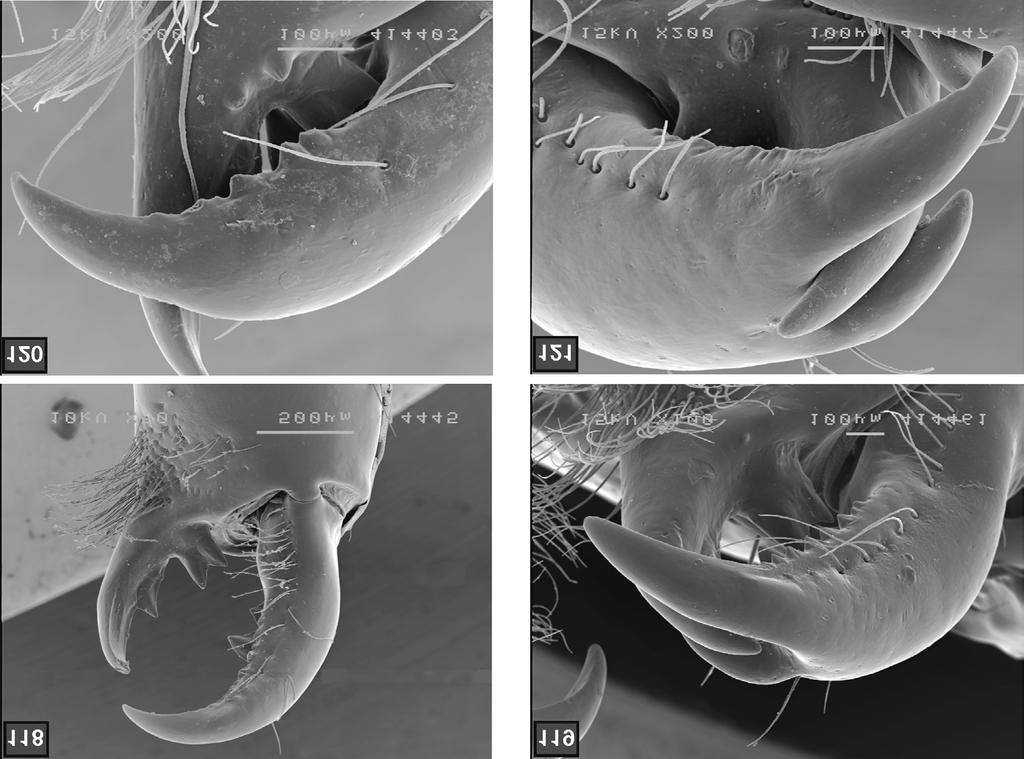 Euscorpius 2008, No. 71 Figures 118 121: Chelicera, ventral view. 118. Paruroctonus becki, female, San Bernardino Co., California, USA. 119.