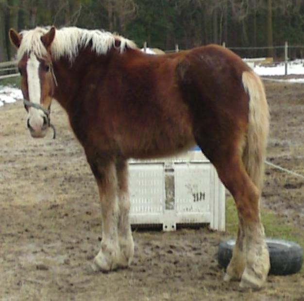 these horses are safe. The year 2011, was a year of change of us. CFERD was formally know as Whimsical Equine Rescue, Inc.