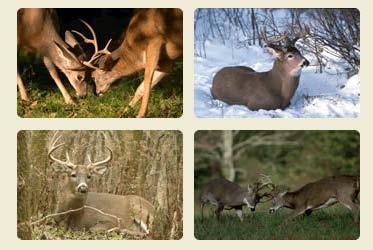 Quality Deer Management A Mutually Beneficial Model From the Quality Deer Management Association: Quality Deer Management (QDM) is a management philosophy/practice that unites landowners, hunters,