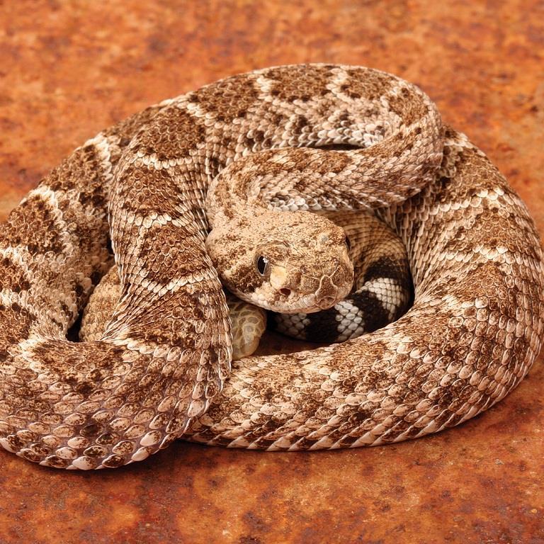 Pit Viper Snakes Venomous pit vipers, such as Cottonmouths, Copperheads, and Rattlesnakes strike once and leave a characteristic bite with single or