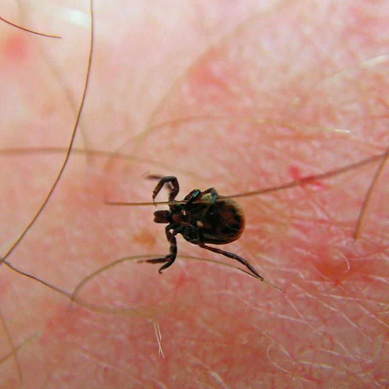 Tick Bites Ticks are blood-feeding insects that are typically found in tall grass and shrubs.