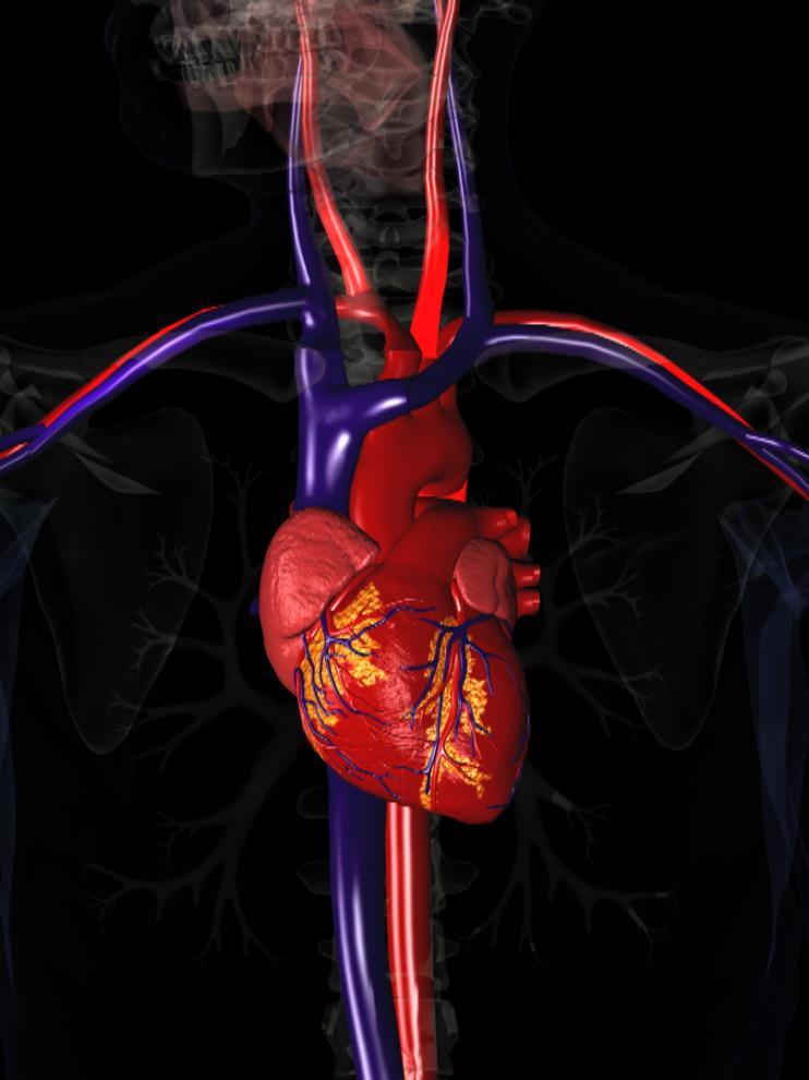 Circulatory System The