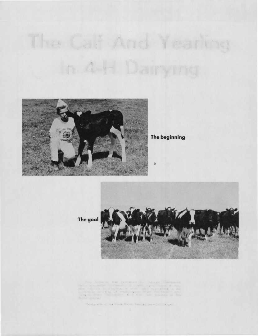 The Calf And Yearling In 4-H Dairying This bulletin was
