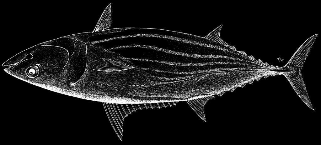 1846 Bony Fishes Katsuwonus pelamis (Linnaeus, 1758) Frequent synonyms / misidentifications: Euthynnus pelamis (Linnaeus, 1758) / None. FAO names: En - Skipjack tuna; Fr - Listao; Sp - Listado.