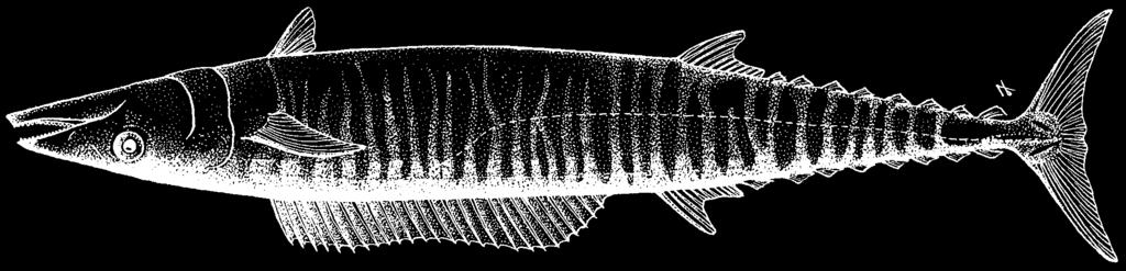 1842 Bony Fishes Acanthocybium solandri (Cuvier, 1832) Frequent synonyms / misidentifications: None / None. FAO names: En - Wahoo; Fr - Thazard-bâtard; Sp - Peto.
