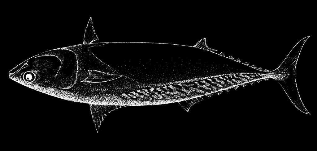 1844 Bony Fishes Auxis thazard thazard (Lacepède, 1800) Frequent synonyms / misidentifications: Auxis tapeinosoma Bleeker, 1854; Auxis hira Kishinouye 1915 / None.