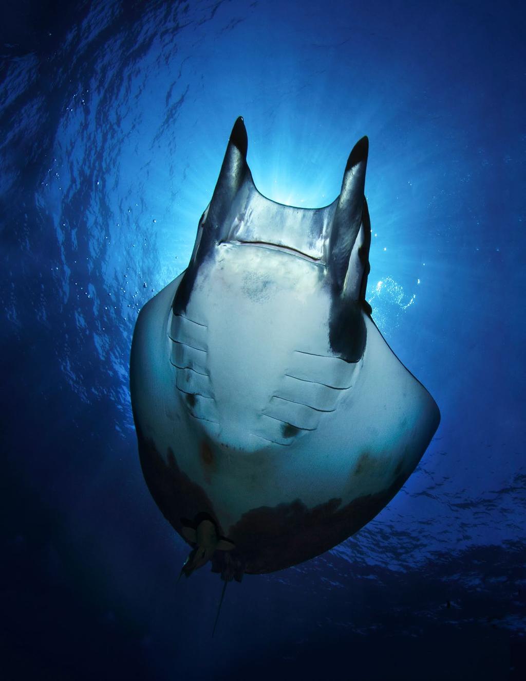 Photographer Nuno Sá captured this image of the underside of an 8-foot-long Chilean devil ray (Mobula