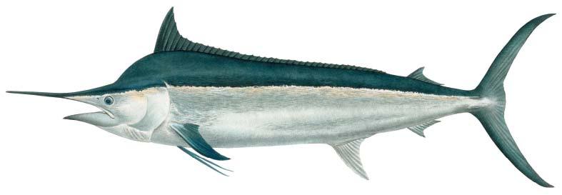Black marlin Makaira indica (a) Dorsal fin height (a) about half of greatest body