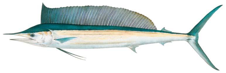 Billfish Shortbill spearfish Tetrapturus angustirostris Dorsal fin about same height as