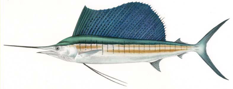 Sailfish Istiophorus platypterus Dorsal fin very
