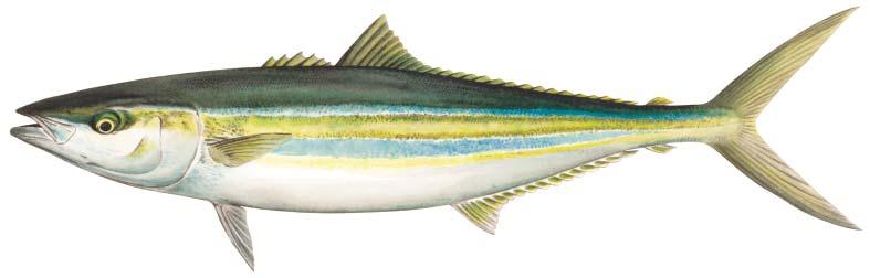Jacks Rainbow runner Elagatis bipinnulata Blue and yellow stripes on side Caudal fin