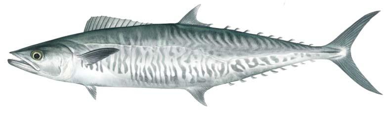 Spanish mackerel Scomberomorus commerson Snout shorter than rest of head Snout