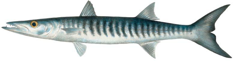 Blackfin barracuda Sphyraena qenie Second dorsal, anal and caudal fins black BAB Bars