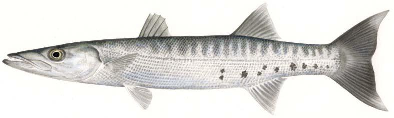 Other important species Great barracuda Sphyraena barracuda Second dorsal, anal and