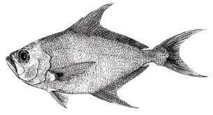 Caudal fin of adults
