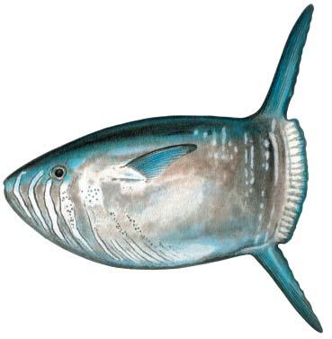 Other important species Slender sunfish Ranzania laevis Slender body