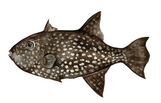 Rough triggerfish Canthidermis maculatus Dark body and fins