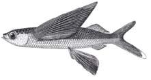 Other important species Flyingfish Exocoetidae