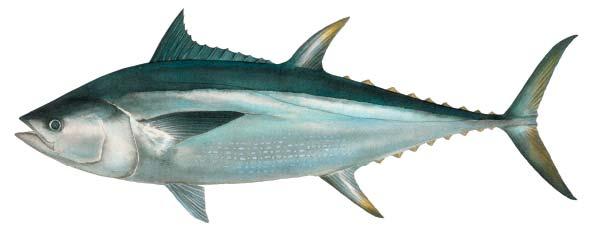 Longtail tuna Thunnus tonggol Second dorsal fin taller than first dorsal fin Body slender, especially towards