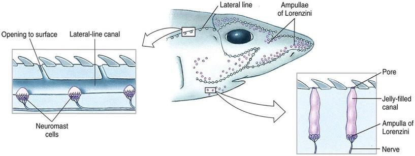 Class Chondrichthyes: Cartilaginous Fishes v Prey can also be located from a distance by sensing low frequency vibrations in the lateral line- neuromasts in interconnected tubes and pores on side of