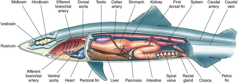 Class Chondrichthyes: Cartilaginous Fishes v Mouth opens to pharynx, which opens to gill slits and spiracles v Short esophagus runs to stomach and small intestine Spiral valve in large intestine
