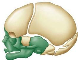 Clade Craniata v Evolution of a head (cranium) opened up a completely new way of feeding (for chordates): active predation v Craniates share the following characteristics: A skull, brain, eyes, and
