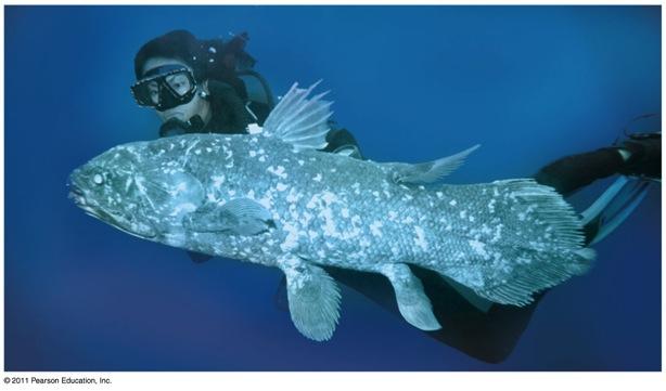 More about those lobe-fins v Coelacanths were thought to have become extinct 75