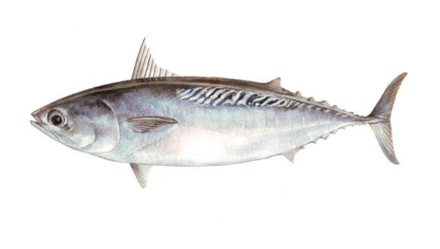 Frigate tuna Auxis thazard thazard Wide space between first and second dorsal