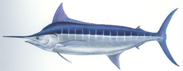Billfish 14 Blue marlin Makaira nigricans (a) Dorsal fin height (a) half to