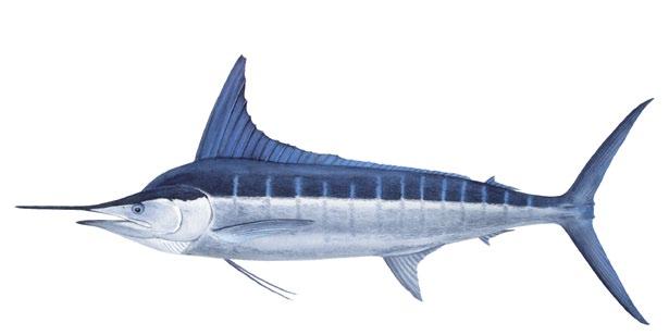 Striped marlin Tetrapturus audax (a) Dorsal fin height (a) higher than or sometimes equal