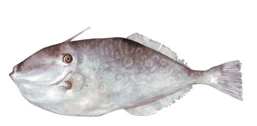 Unicorn leatherjacket filefish Aluterus monoceros Slender dorsal