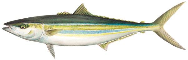 Other pelagics 20 Rainbow runner Elagatis bipinnulata Blue and yellow stripes on side Caudal