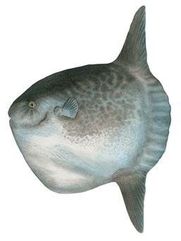 Other pelagics 24 Ocean sunfish Mola