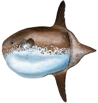Sharptail sunfish Masturus