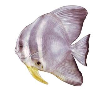 Batfish Platax teira Second bar from front of dorsal fin to ventral fin Dark to faint